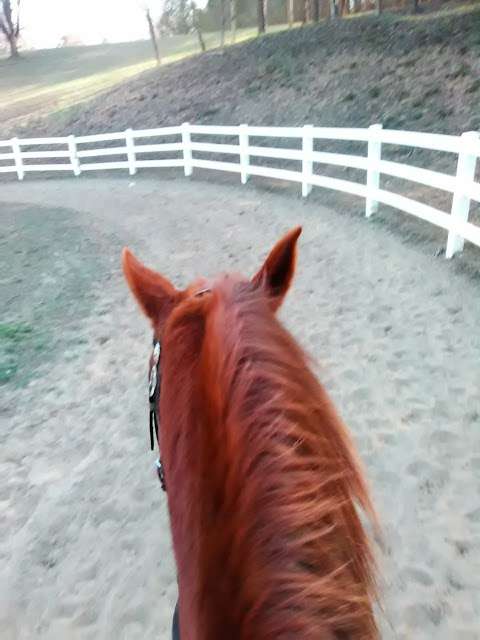Jansal Saddlebreds LLC Jansal Saddlebreds LLC